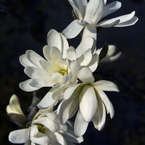 Bougie Parfumée - N°4 Blushing Bouquet