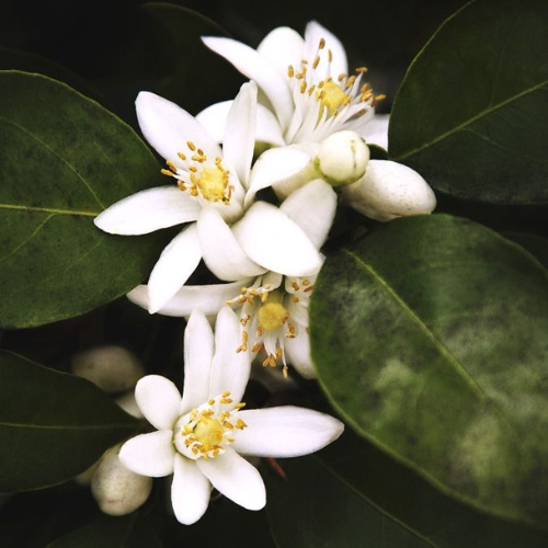 Bougie Parfumée - N°9 Jardin Secret
