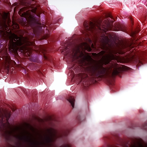 Bougie Parfumée - N°8 Timeless Rose